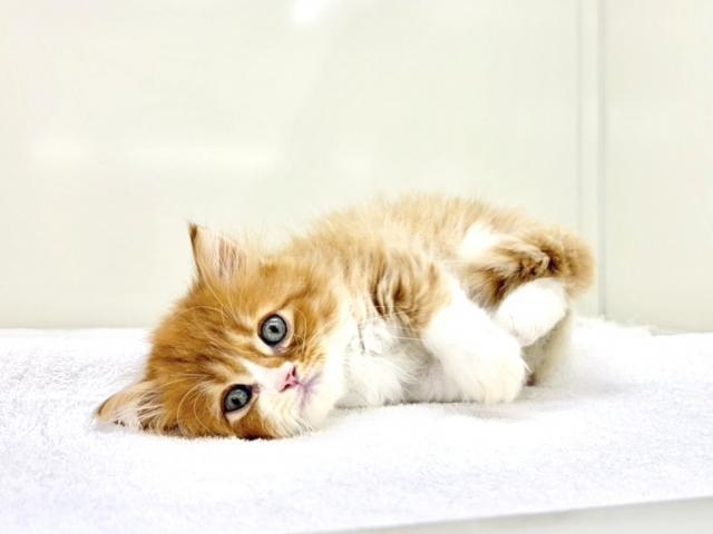 サイベリアン065の写真6