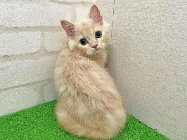 サイベリアンの写真3