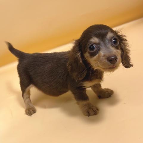 ミニチュアダックスフンドの写真5