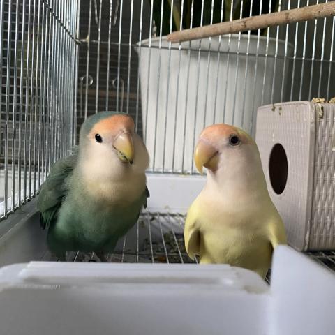 ◆決算セール対象 コザクラインコ 挿し餌で育てました