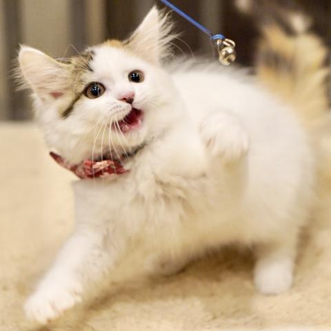 サイベリアンの写真4