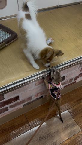 ミーアキャットの写真2