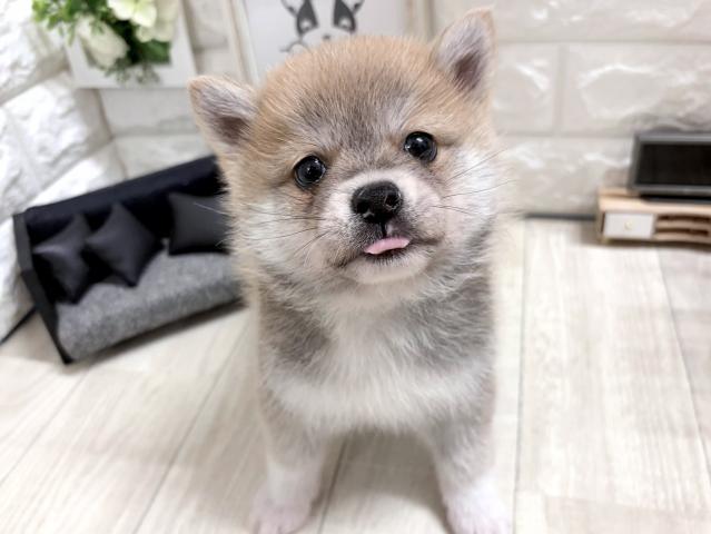 MIX☆*゚ぽめしば*☆の写真2