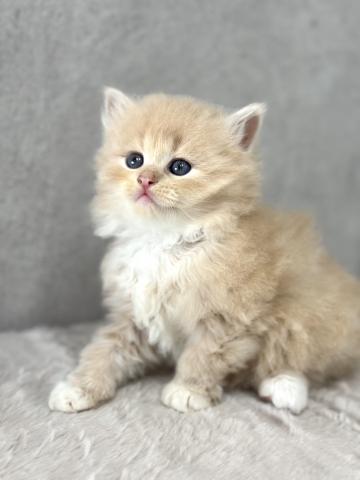 サイベリアンの写真5