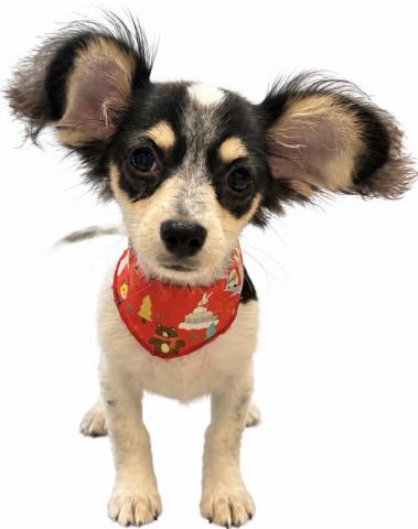 MIXMIX犬（チワワ×ミニチュアダックスフンド）の写真3