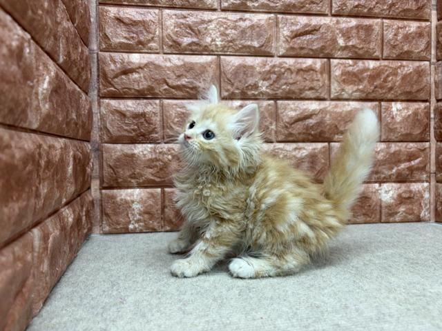 ノルウェージャンフォレストキャットの写真2