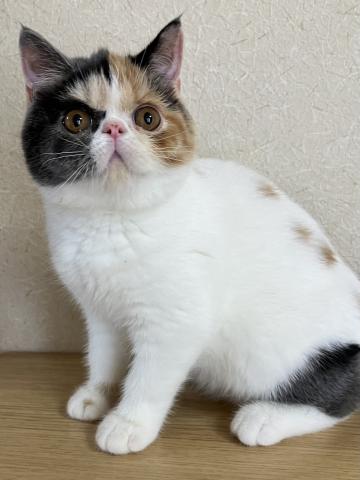 エキゾチックショートヘアーの写真5