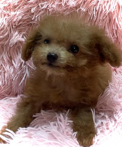 MIX【秋のブリーダー直販フェア開催中】小さめTカップサイズのマルプーmix犬✨おトイレを覚えた賢い子✨お問い合わせ0件入ってます✨の写真2