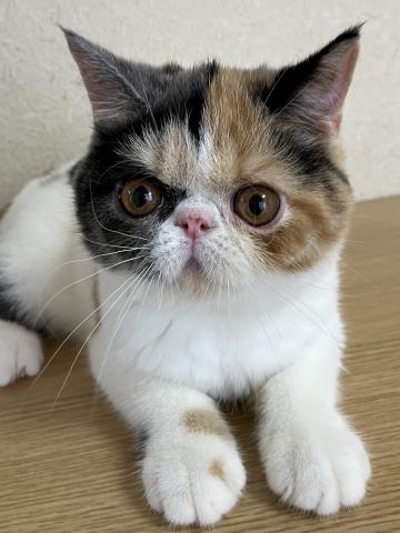 エキゾチックショートヘアー
