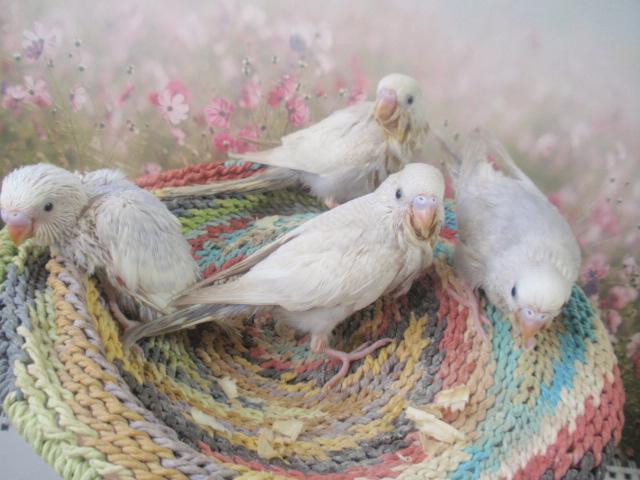 ライラックセキセイインコ