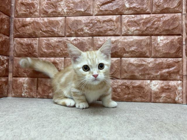 マンチカンの写真6