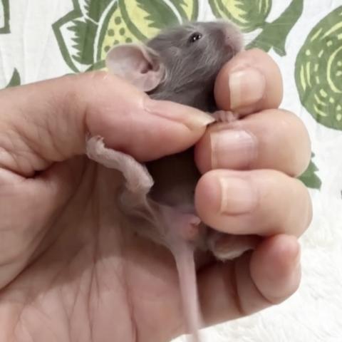 デグーの写真3
