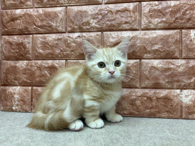 マンチカンの写真5