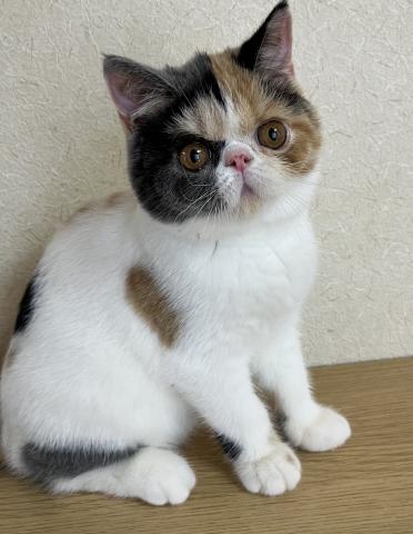 エキゾチックショートヘアーの写真2
