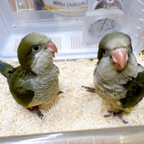オキナインコ 　ダークグリーン　の写真2