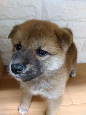 柴犬の写真3