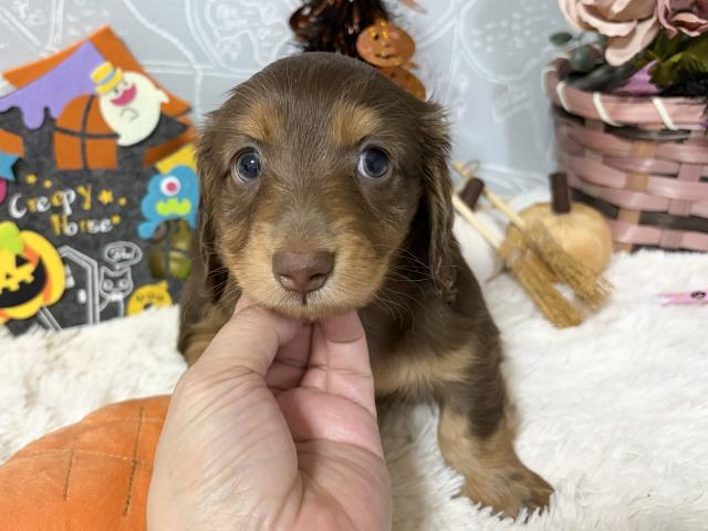 ミニチュアダックスフンドの写真2