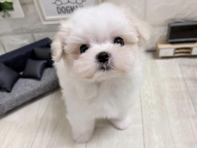 マルチーズ