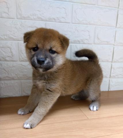 柴犬の写真4