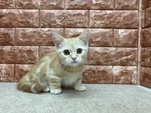 マンチカンの写真3