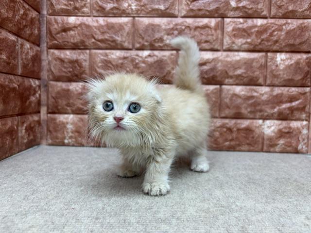スコティッシュフォールドの写真6