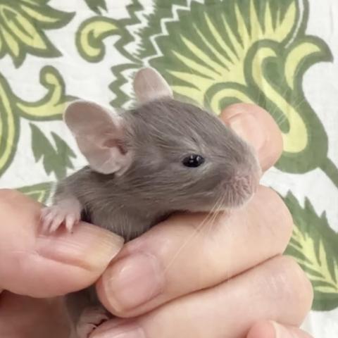 デグーの写真2