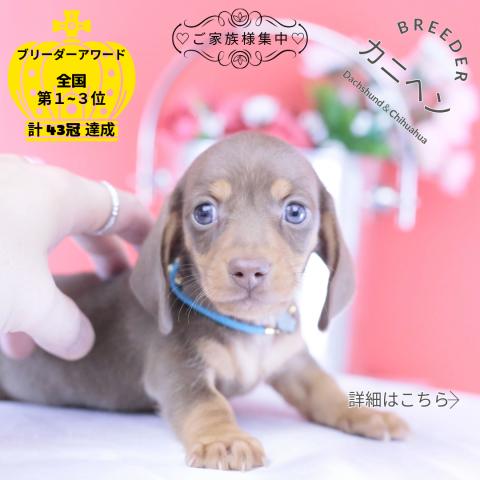 カニヘンダックスフンド スムース