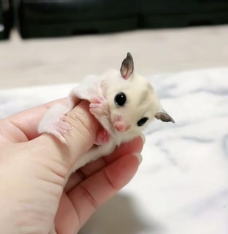 フクロモモンガ プラチナWFヘテロリューシの写真2