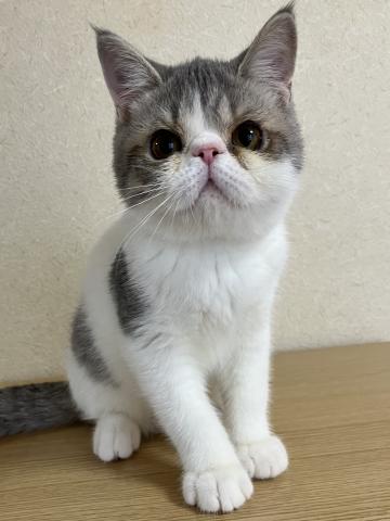エキゾチックショートヘアーの写真2