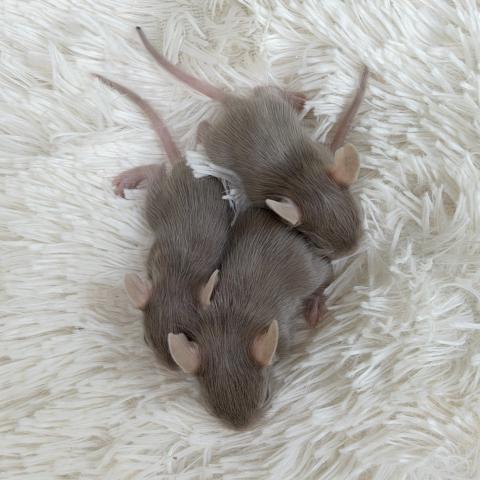 デグーの写真6