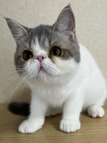 エキゾチックショートヘアー