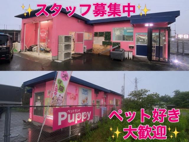 💕ペットランドPuppy💕ブリーダー直販店💕