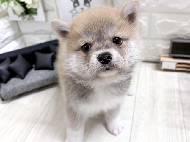 MIX☆*゚ぽめしば*☆の写真3