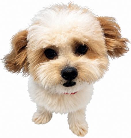 MIXMIX犬（マルチーズ×シーズー）の写真3