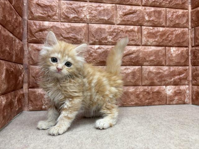ノルウェージャンフォレストキャットの写真6