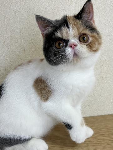エキゾチックショートヘアーの写真3