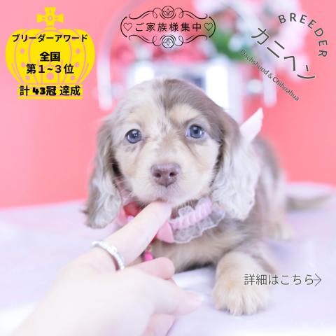 カニヘンダックスフンド ロング