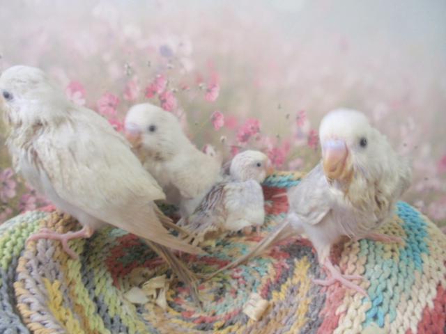 ライラックセキセイインコの写真2