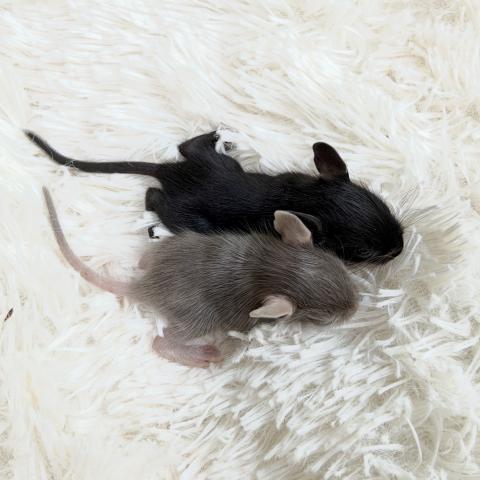 デグーの写真3