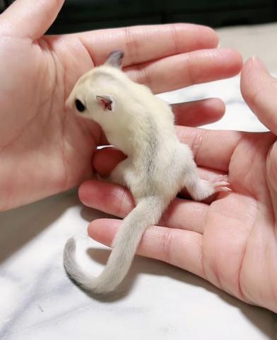 フクロモモンガ プラチナWFヘテロリューシの写真3
