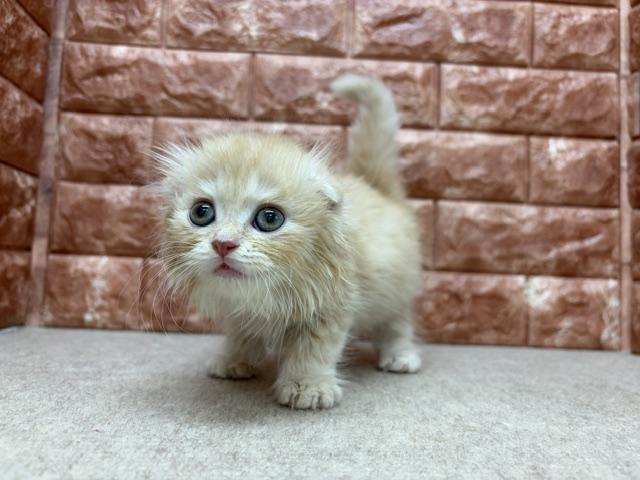 スコティッシュフォールドの写真2