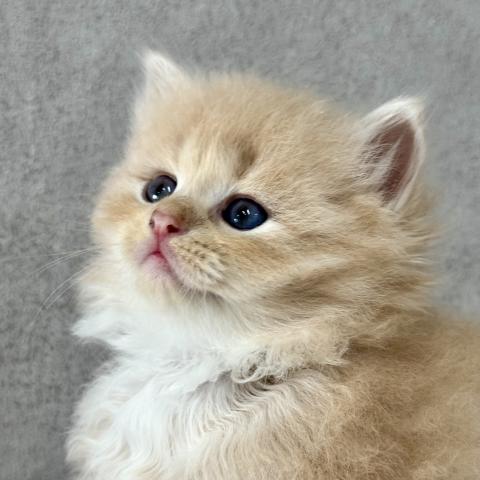 サイベリアンの写真3