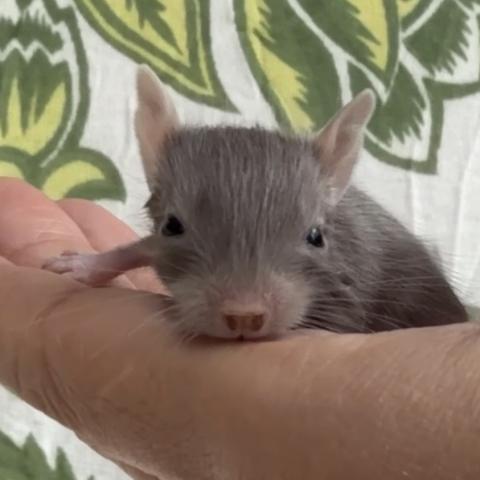 デグー