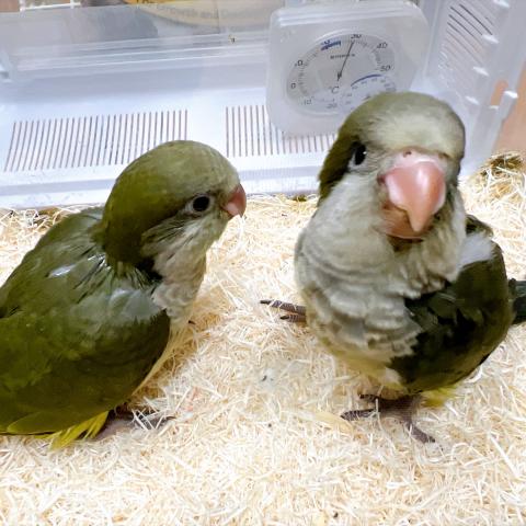 オキナインコ 　ダークグリーン　
