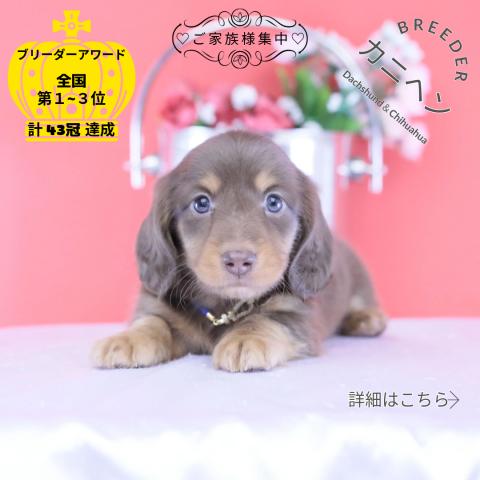 カニヘンダックスフンド ロング