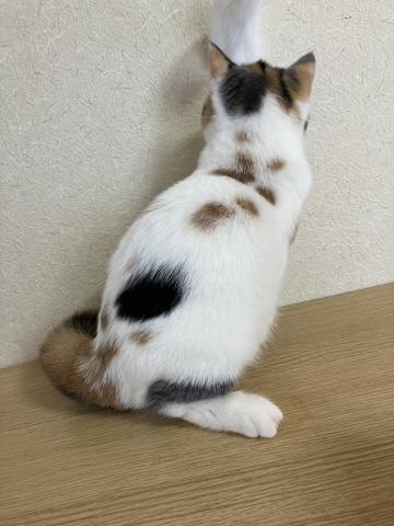 エキゾチックショートヘアーの写真6
