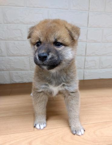 柴犬の写真2
