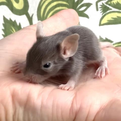 デグー