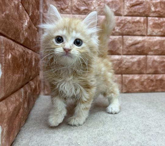 ノルウェージャンフォレストキャットの写真5