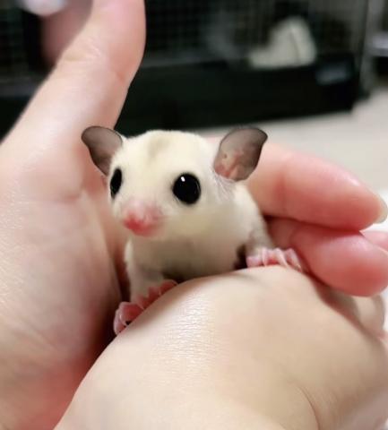 プラチナWFヘテロリューシ